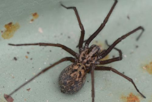 Eratigena sp.